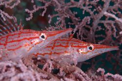 Hawkfish. D70,105mm. Kapalai,Sabah by Frankie Tsen 